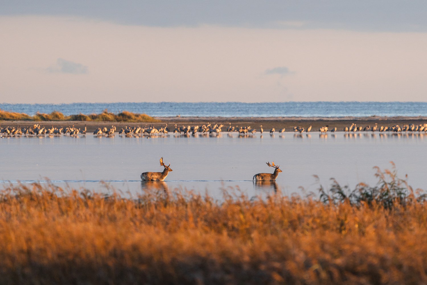 Herten in het riet van de bodden bij zonsopgang, op de achtergrond kraanvogels en de Oostzee