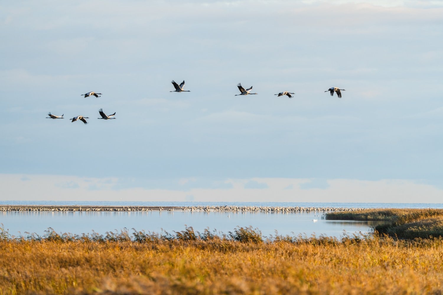 Kraanvogels boven het riet en het ondiepe water van de bodden