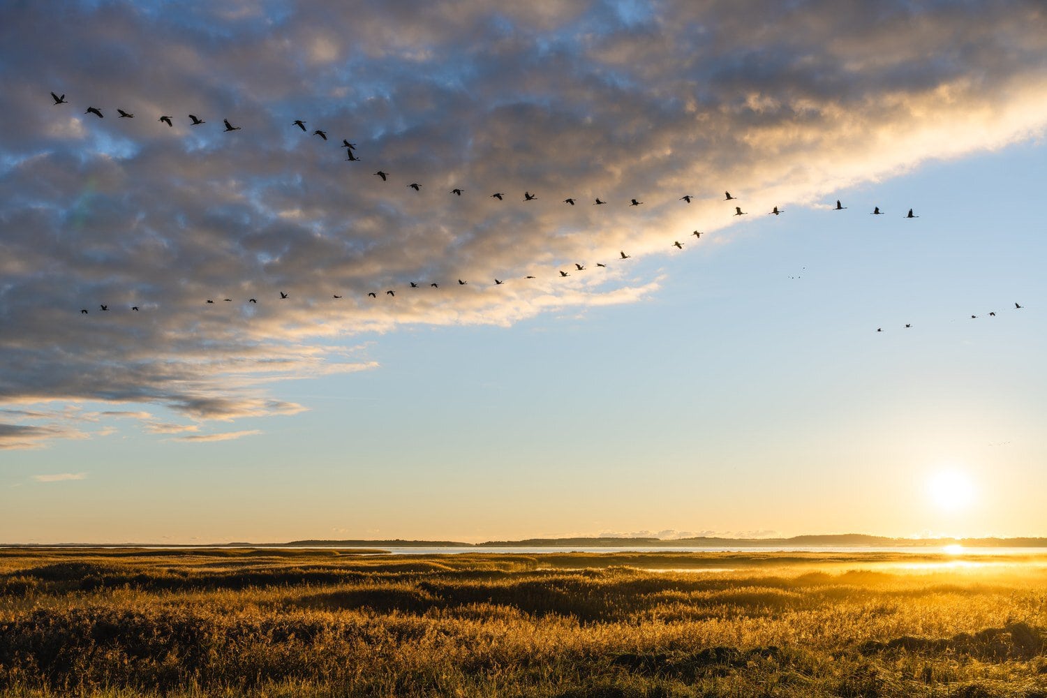 Kraanvogels vliegen in wigformatie bij zonsopgang over de bodden van Fischland-Darß-Zingst