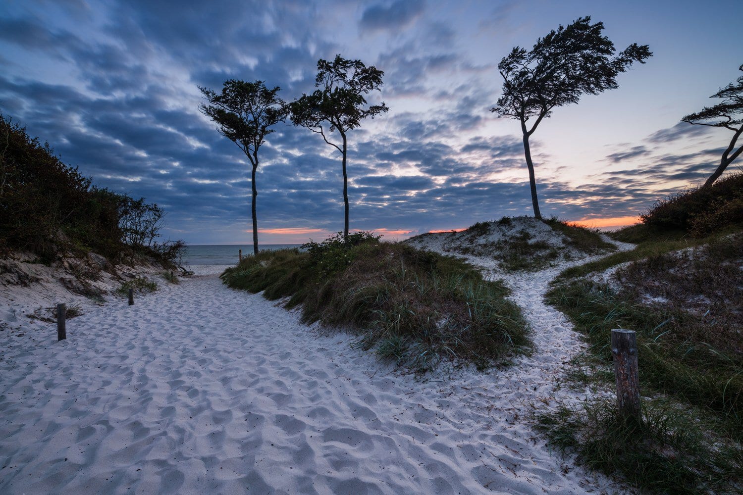 Zandpad door de duinen naar het Weststrand op de Darß, met door de wind gevormde bomen in de schemering