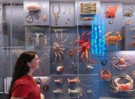 Biodiversiteitmuur in de Deutsche Meeresmuseum