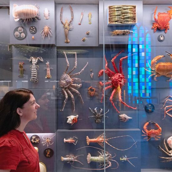 Biodiversiteitmuur in de Deutsche Meeresmuseum