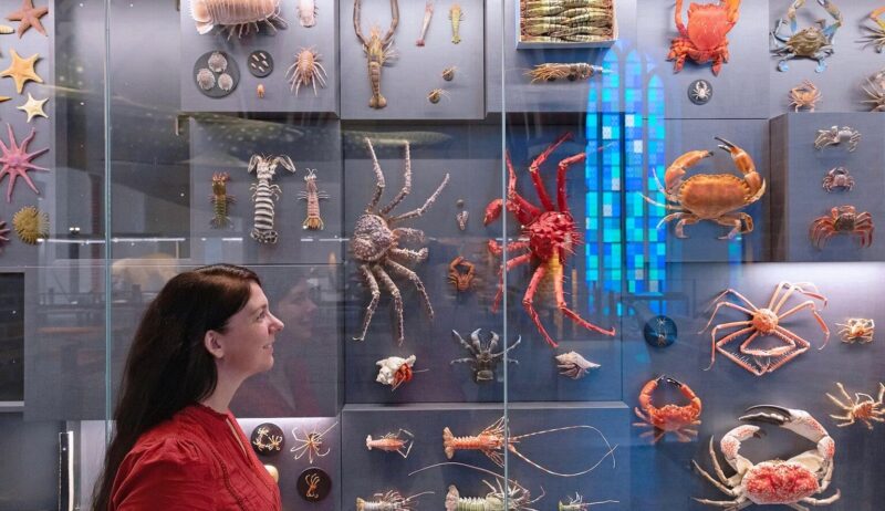 Biodiversiteitmuur in de Deutsche Meeresmuseum