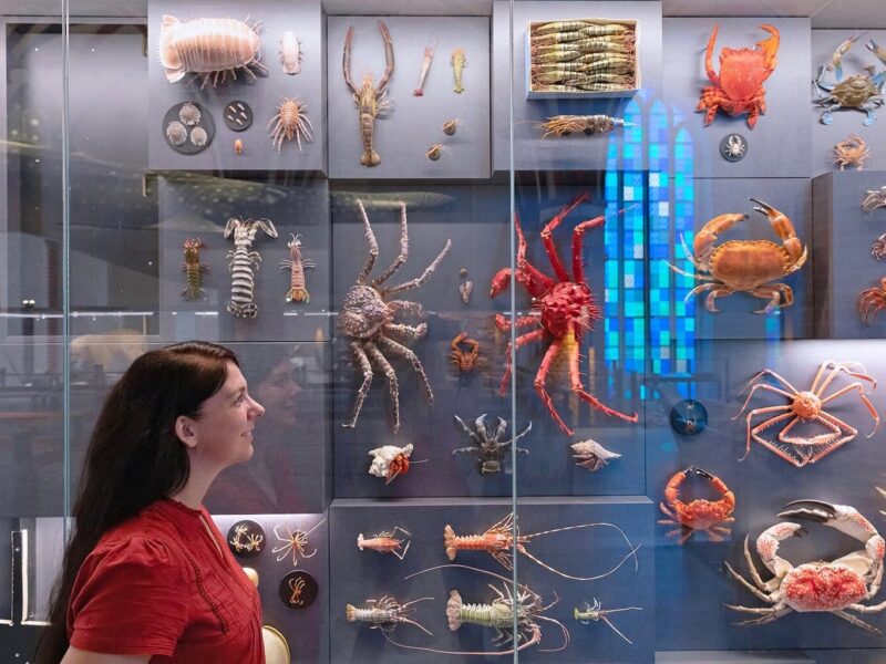 Biodiversiteitmuur in de Deutsche Meeresmuseum