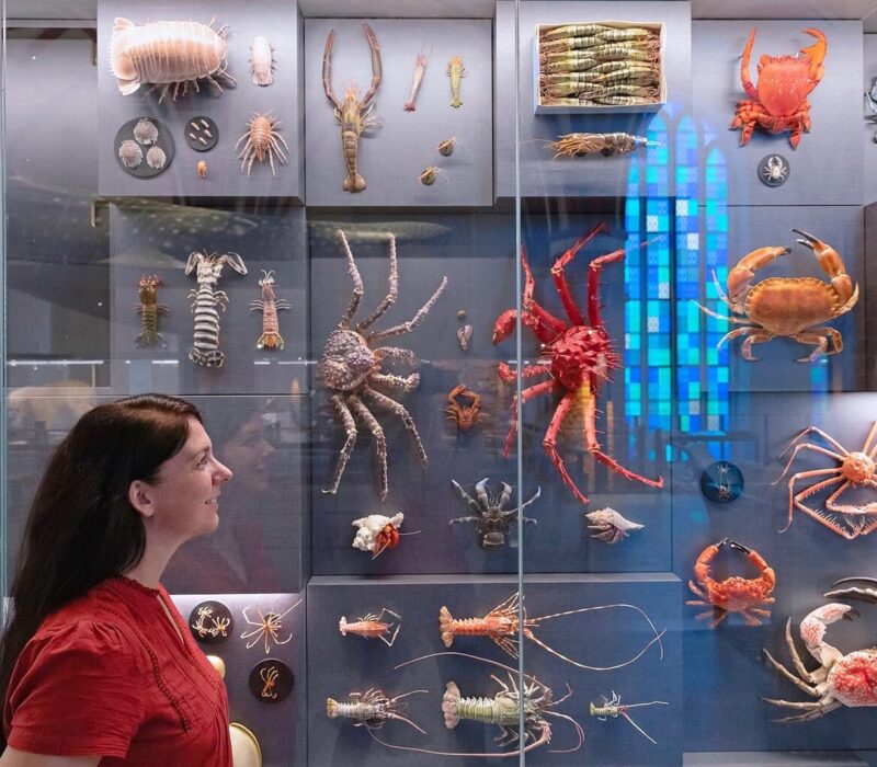 Biodiversiteitmuur in de Deutsche Meeresmuseum