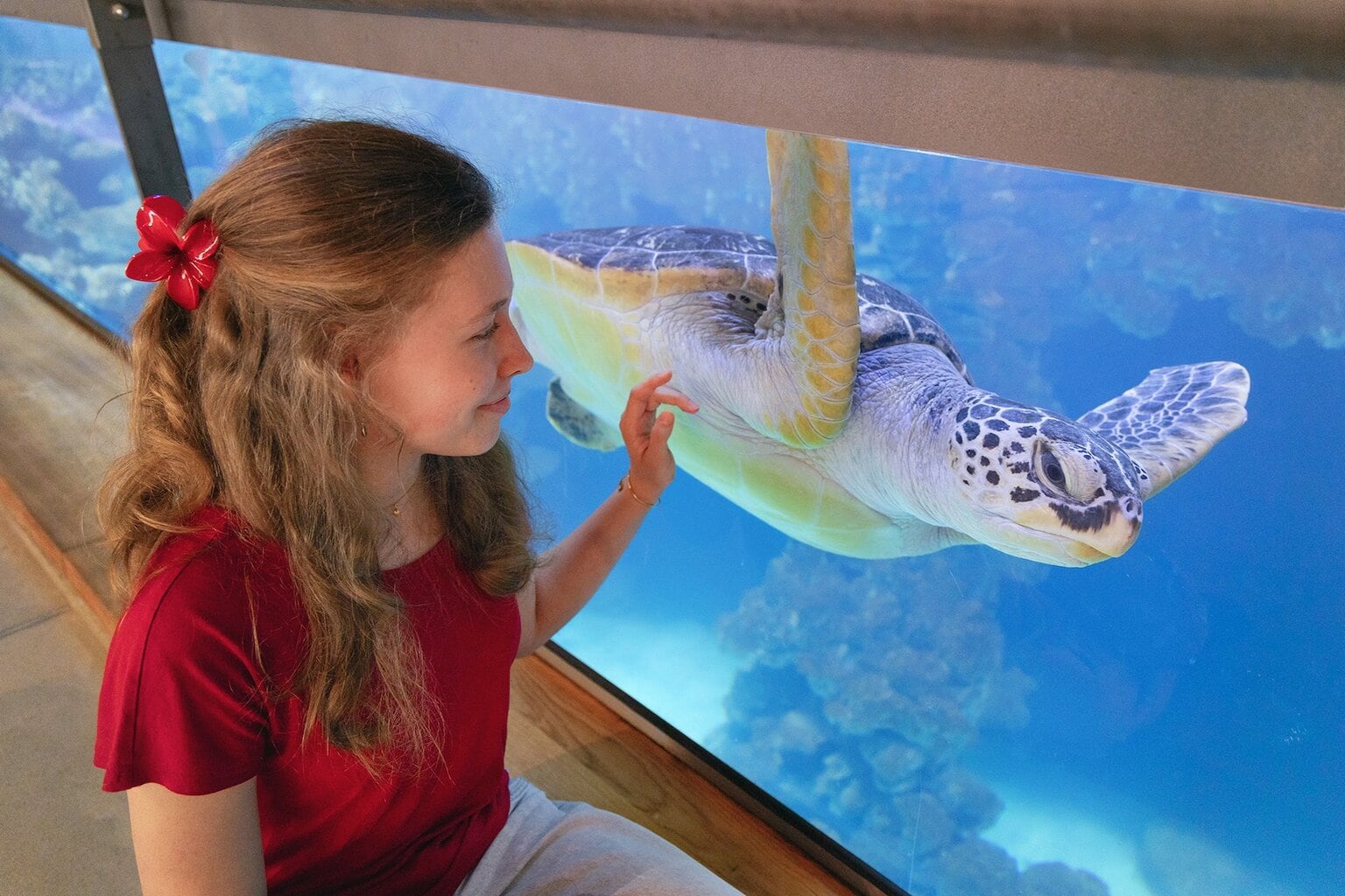 Groene zeeschildpad in het Deutsche Meeresmuseum