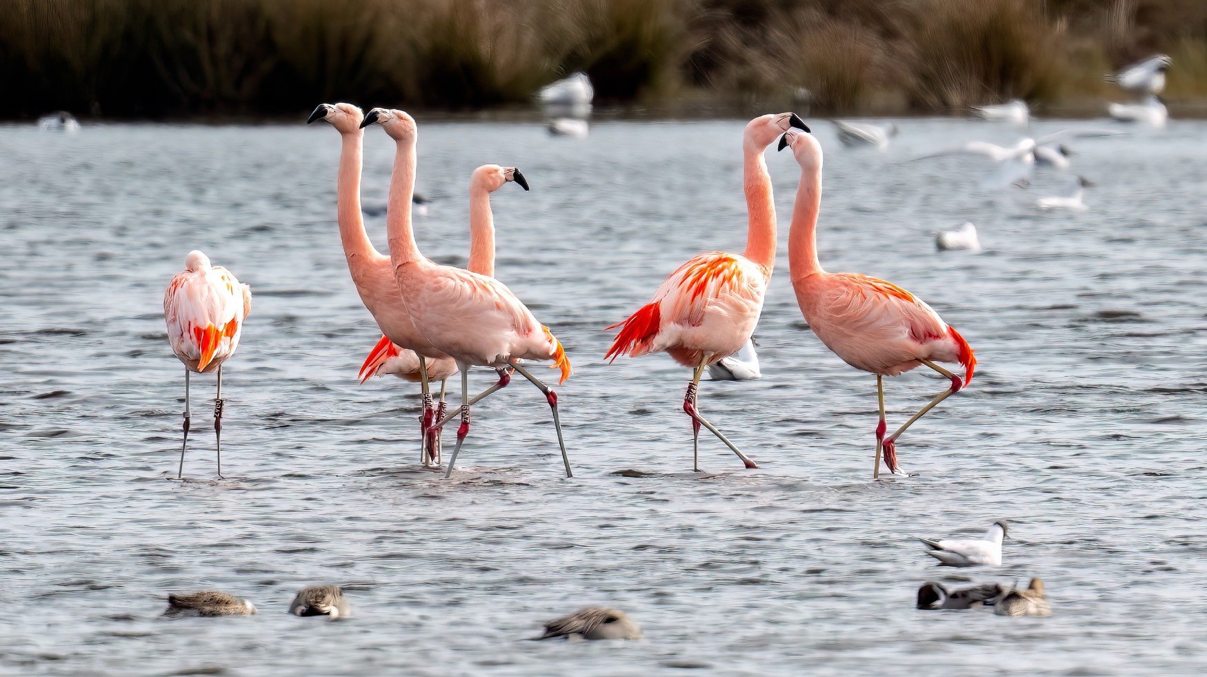 Elegante flamingo’s die in ondiep water foerageren tussen meeuwen en watervogels, een zeldzaam en kleurrijk schouwspel dat laat zien hoe bijzonder de wilde dieren NRW kunnen zijn.