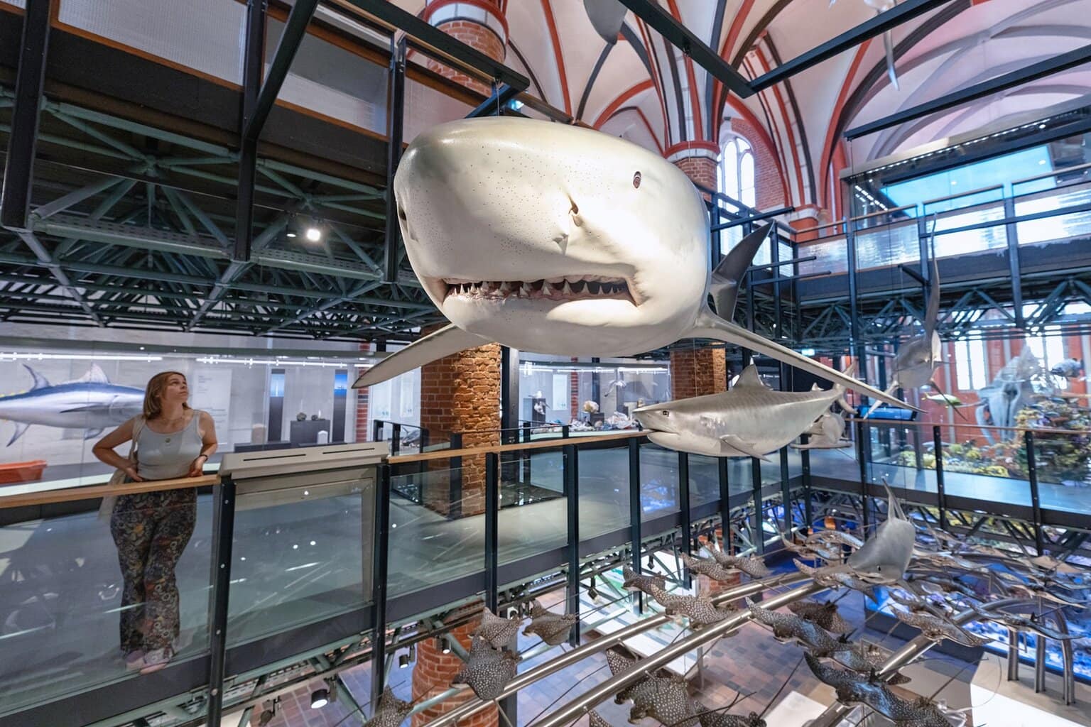 Witte haai standbeeld in get Deutsche Meeresmuseum