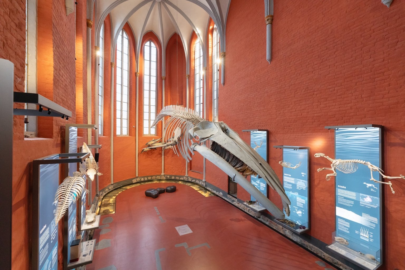 Gewone vinvisskelet in de chor van de Deutsche Meeresmuseum