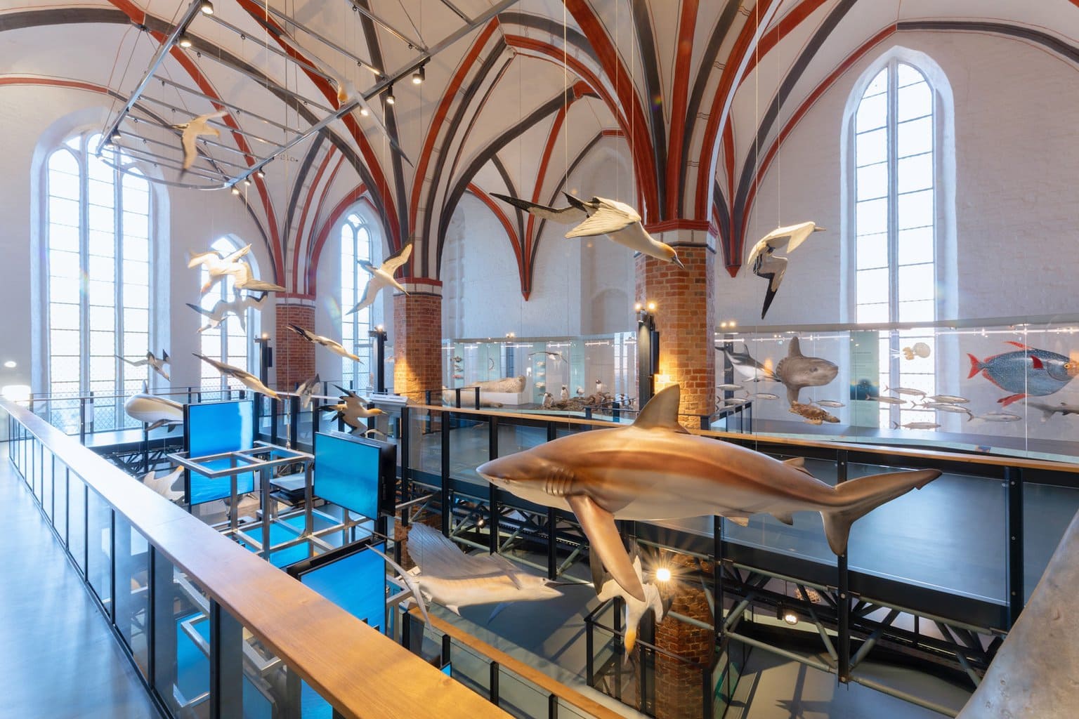 Sardine Run in het Deutsches Meeresmuseum