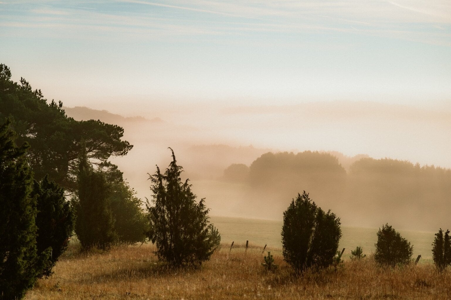 Nevelige ochtend in Nationaal Park Eifel met zacht glooiende heuvels en silhouetten van struiken en bomen, een serene habitat voor wilde dieren NRW in hun natuurlijke omgeving.