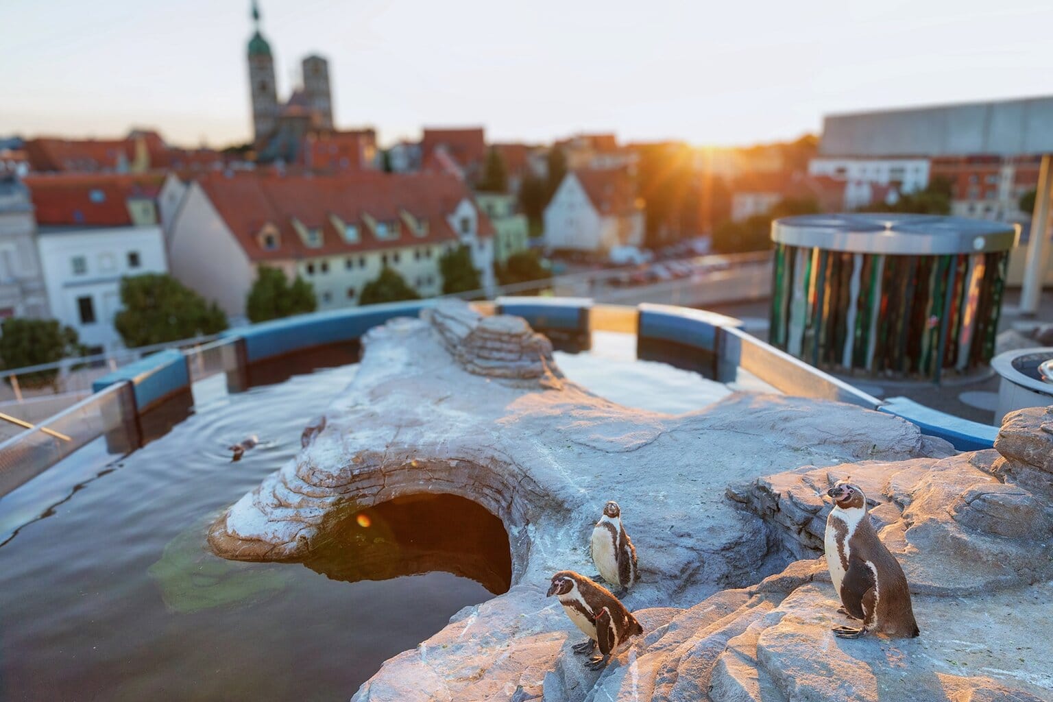 Pinguïns op de dakterras van de Ozeaneum in Mecklenburg-Voor-Pommeren