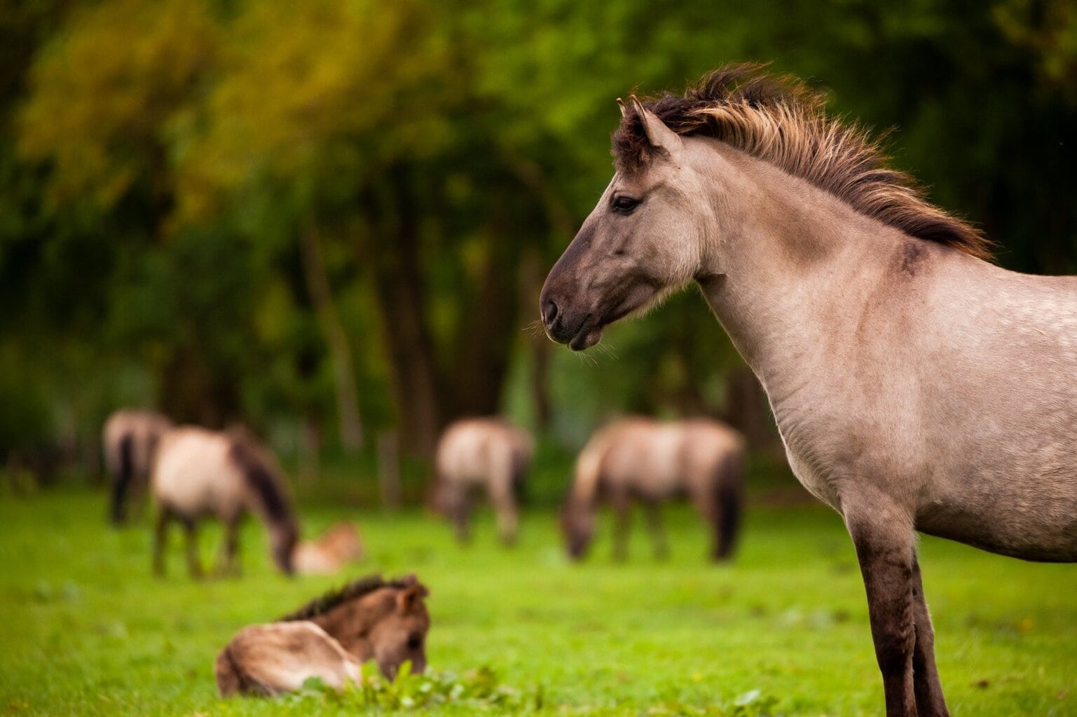 Wilde paarden die vredig grazen in het Münsterland, met een veulen in het gras en zachte boskleuren op de achtergrond – een puur moment dat laat zien hoe prachtig de wilde dieren NRW zijn.