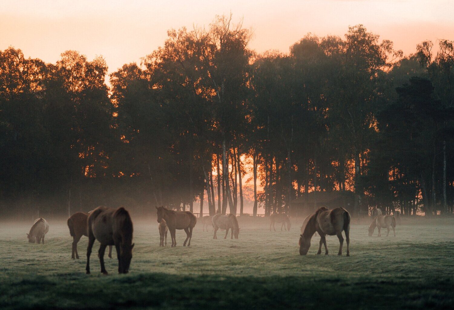 Wilde paarden die in de ochtendschemer grazen tussen nevel en donker silhouet van het bos, een stille herinnering aan hoe puur de wilde dieren NRW nog altijd leven.
