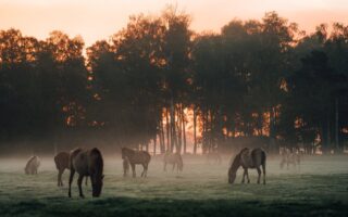 Wilde paarden die in de ochtendschemer grazen tussen nevel en donker silhouet van het bos, een stille herinnering aan hoe puur de wilde dieren NRW nog altijd leven.