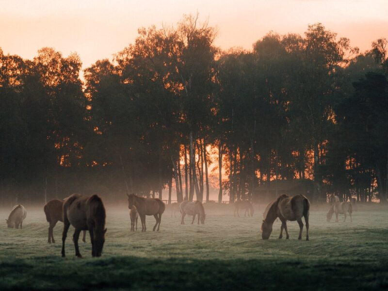Wilde paarden die in de ochtendschemer grazen tussen nevel en donker silhouet van het bos, een stille herinnering aan hoe puur de wilde dieren NRW nog altijd leven.