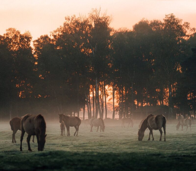 Wilde paarden die in de ochtendschemer grazen tussen nevel en donker silhouet van het bos, een stille herinnering aan hoe puur de wilde dieren NRW nog altijd leven.