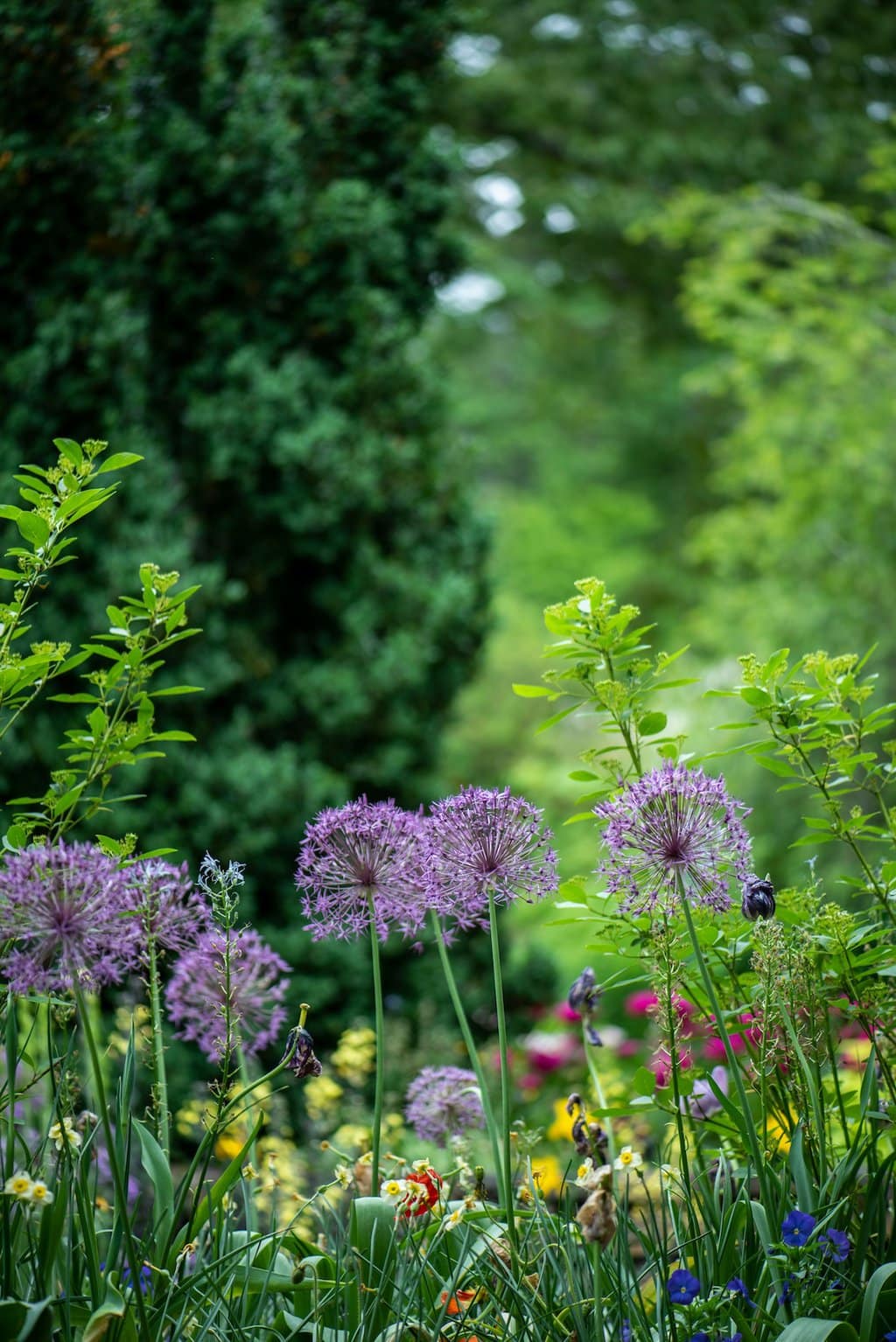 Allium Giganteum bloem op de weide