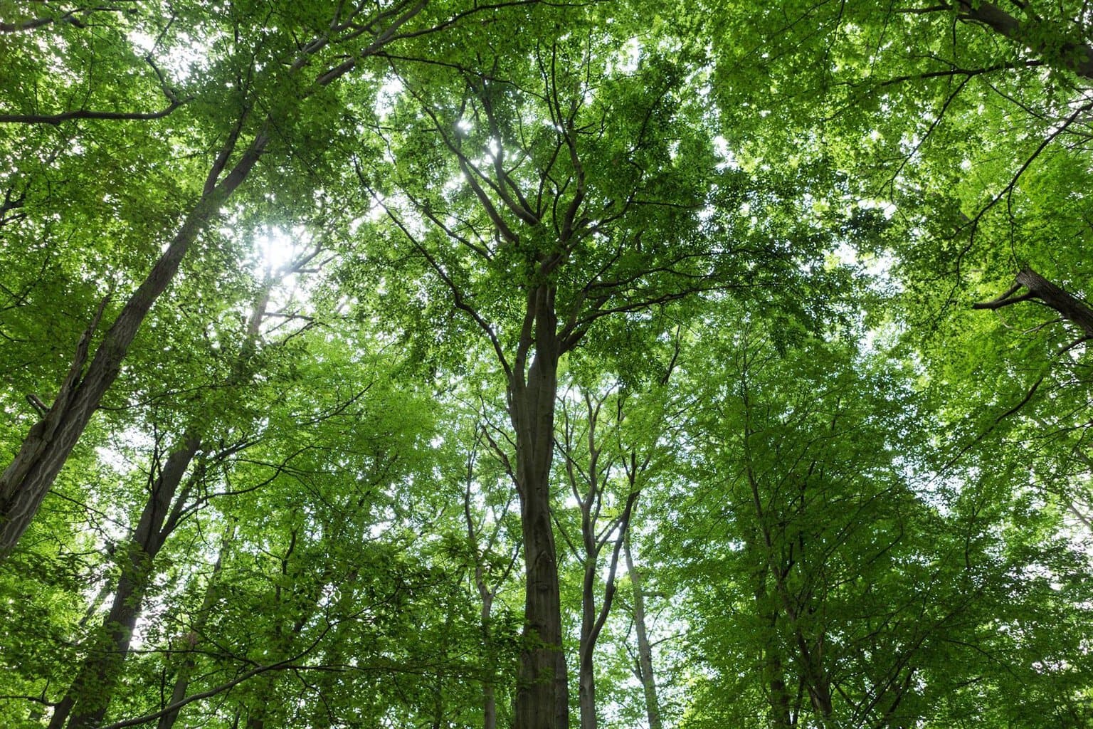 Uitzicht naar boven in de groene toppen van hoge beuken in het natuurlijk werelderfgoed van Grumsin in Brandenburg, waar sporadisch zonlicht doorheen schijnt.