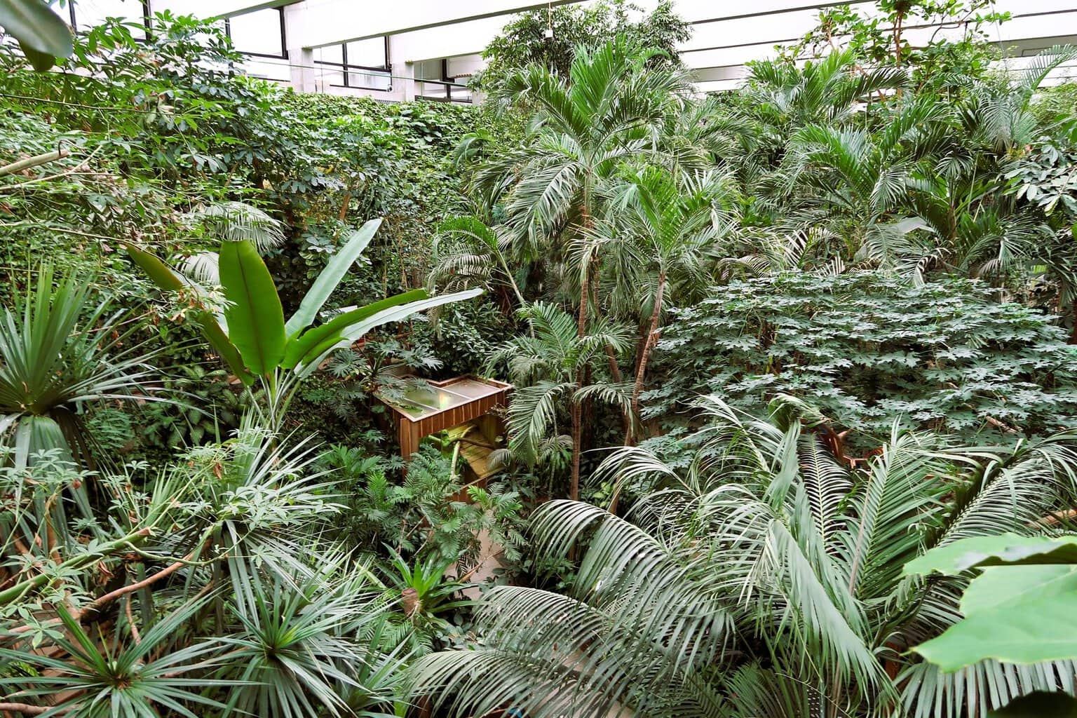 Uitzicht van bovenaf op het dichtbegroeide tropenhuis van de Biosfeer Potsdam met palmen en bananenplanten onder een glazen dak, daartussen cactussen en klimplanten. 