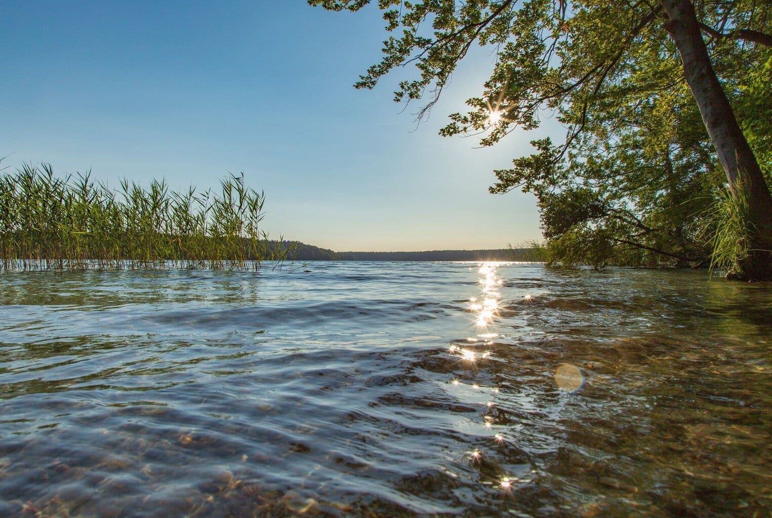 Een open uitzicht over het heldere water van de Stechinsee in Brandenburg, met riet aan de linkeroever en rechts een overhangende boom, waarin de zon oplicht.