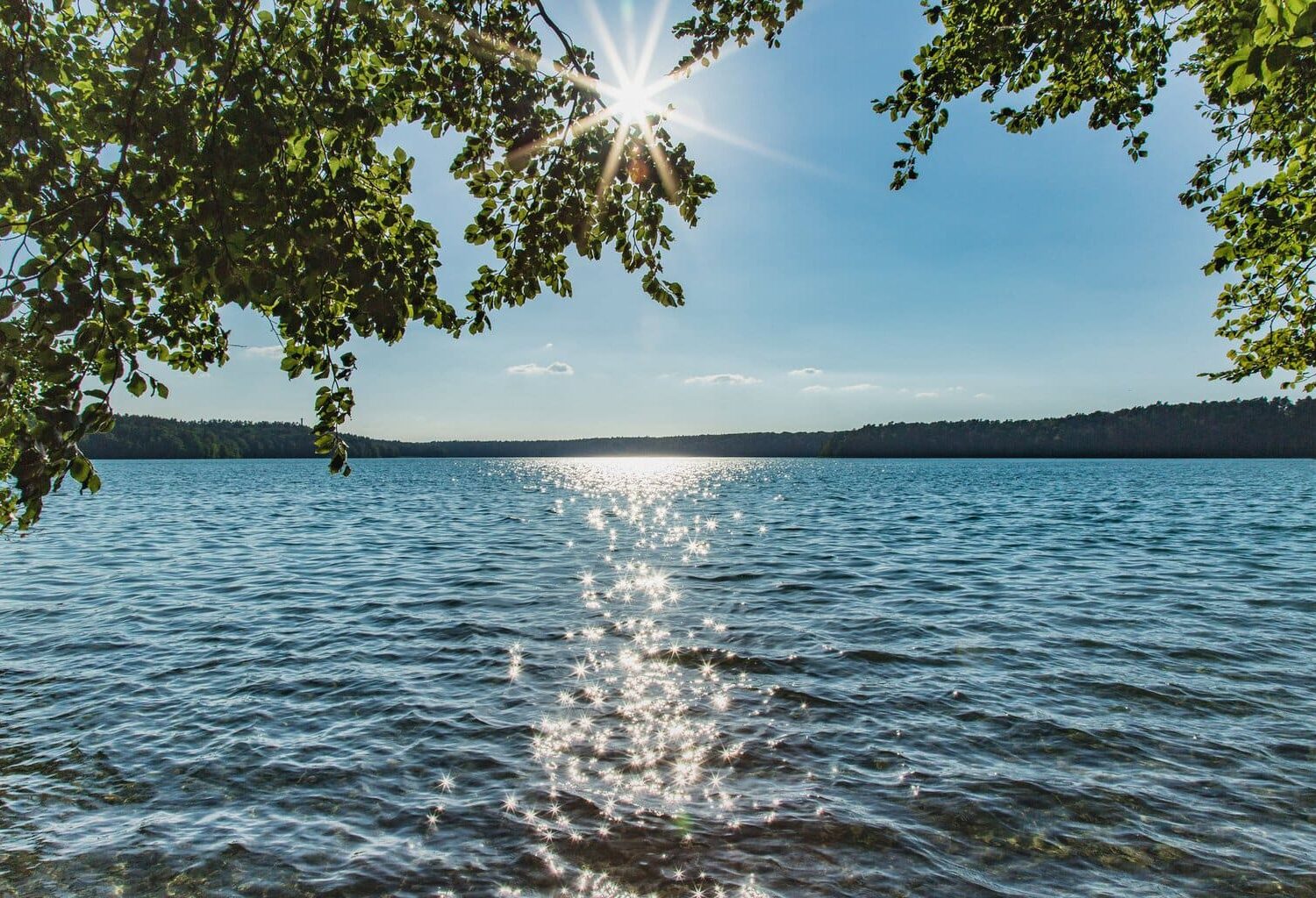 Uitzicht door overhangend gebladerte op de Stechlinsee in Brandenburg, de zon staat als een ster tussen de takken en glinstert op het water, aan de horizon een beboste oever.